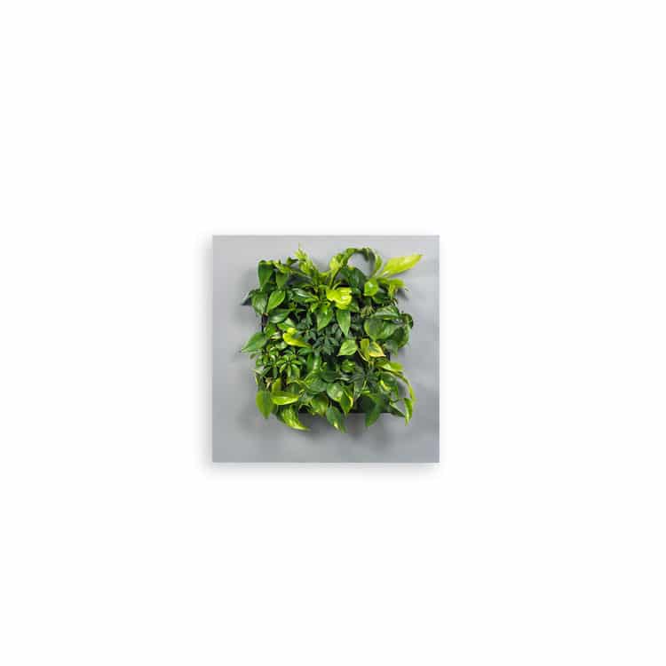 Mobilane_LivePicture_1_Silver_Front_LR living picture frame 1 silver