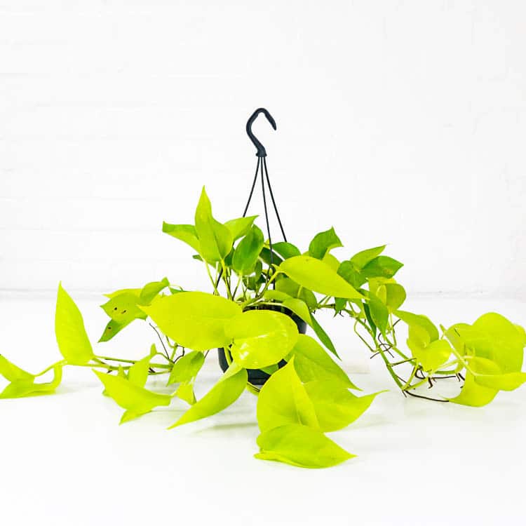 neon pothos epipremnum aureum