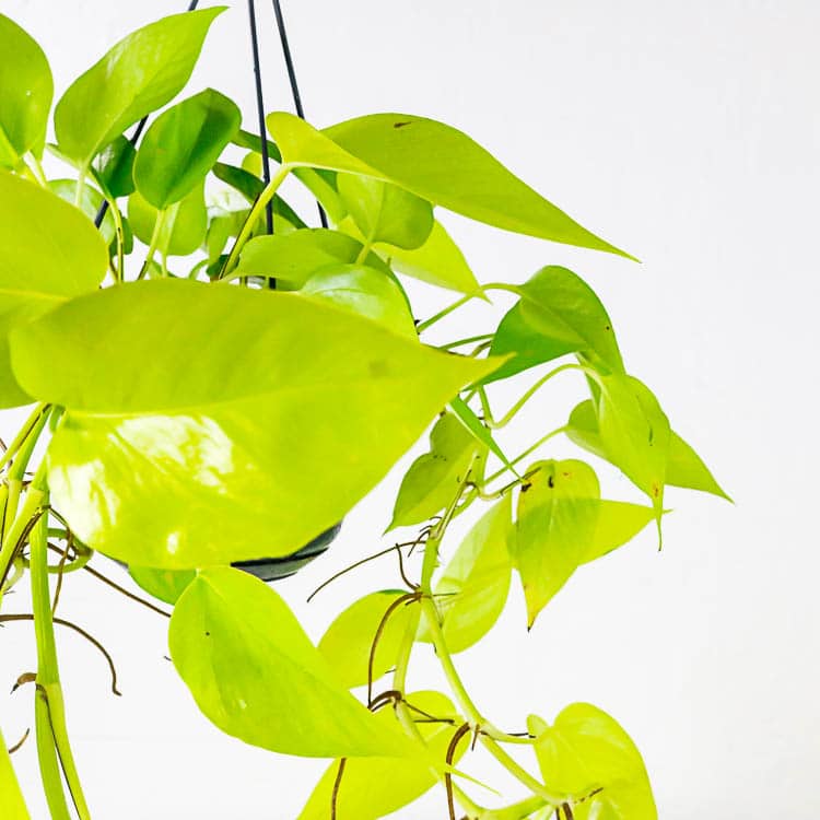 neon pothos epipremnum aureum hanging plant