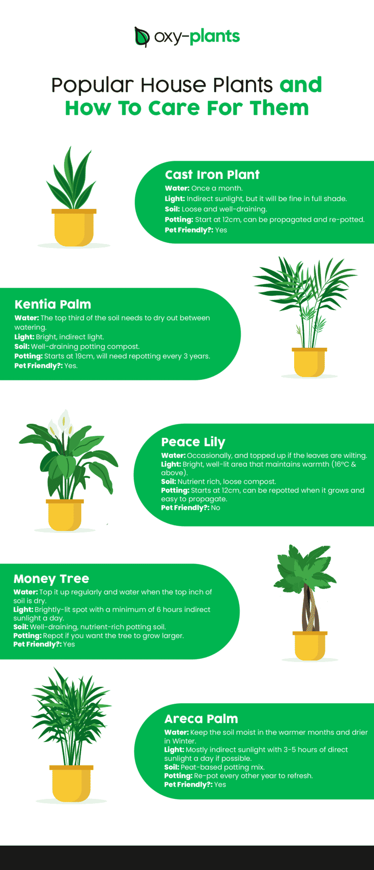 Popular House Plants and How to Care For Them 2021 Oxy Plants