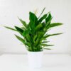 peace lily large spathiphyllum buy online uk indoor plants peace lily large spathiphyllum