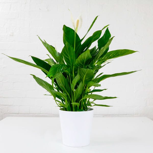 peace lily large spathiphyllum