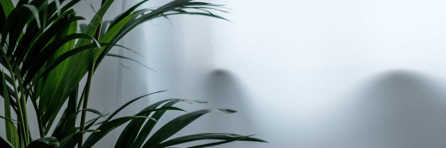 shade friendly indoor plants