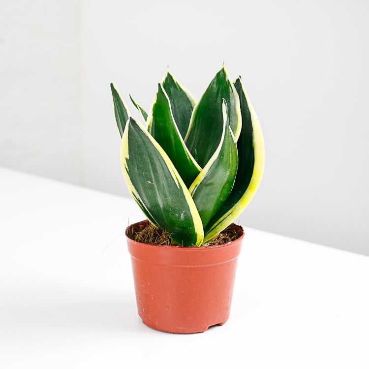 small snake plant mother in laws tongue sansevieria Trifasciata laurentii