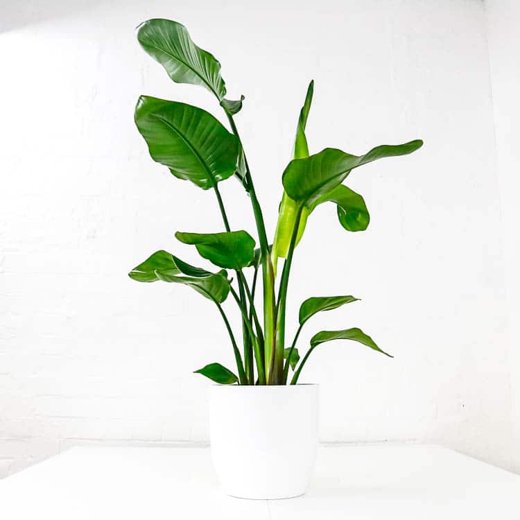 bird of paradise strelitzia nicolai large bird of paradise strelitzia nicolai large