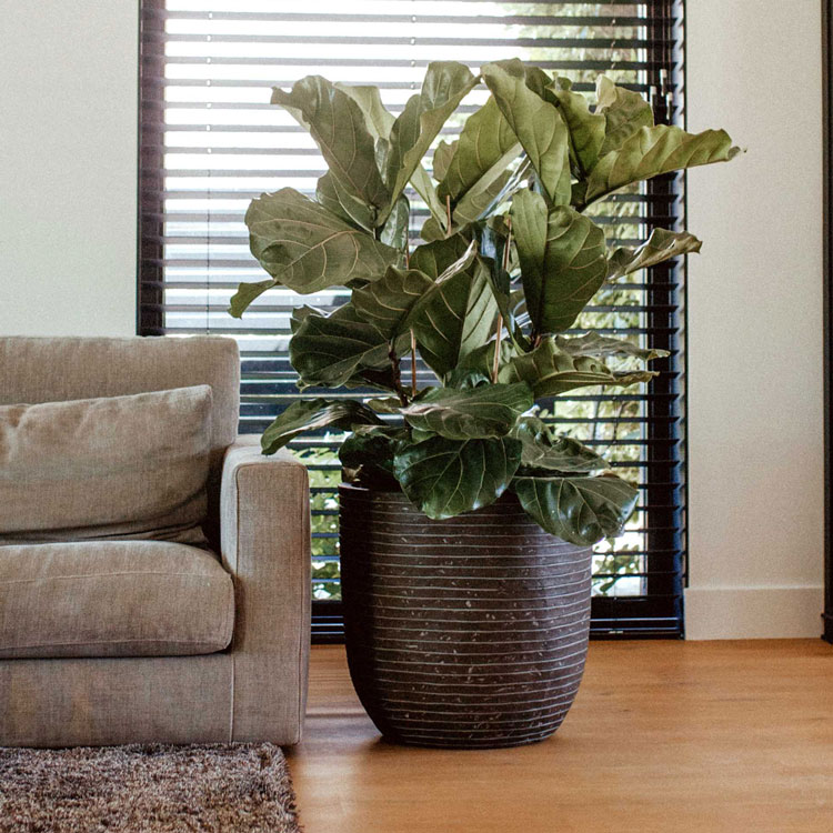plant pots planters