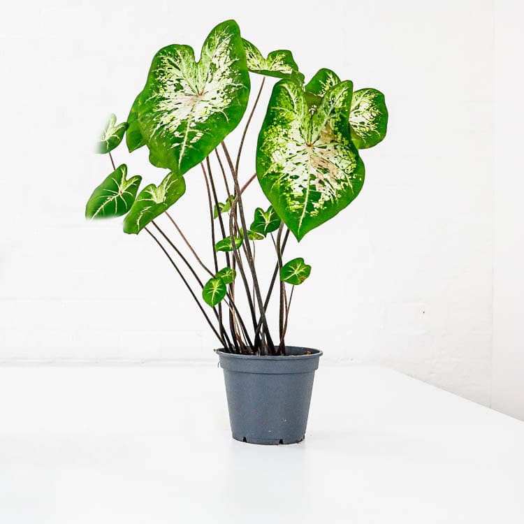 caladium heart of jesus