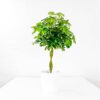 Umbrella Plant large schefflera aboricola indoor plant Umbrella Plant large schefflera aboricola