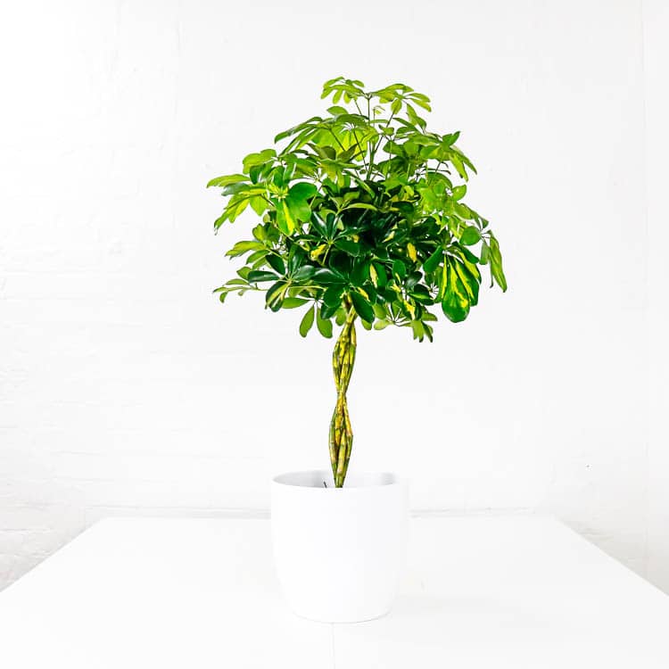 Umbrella Plant large schefflera aboricola indoor plant Umbrella Plant large schefflera aboricola