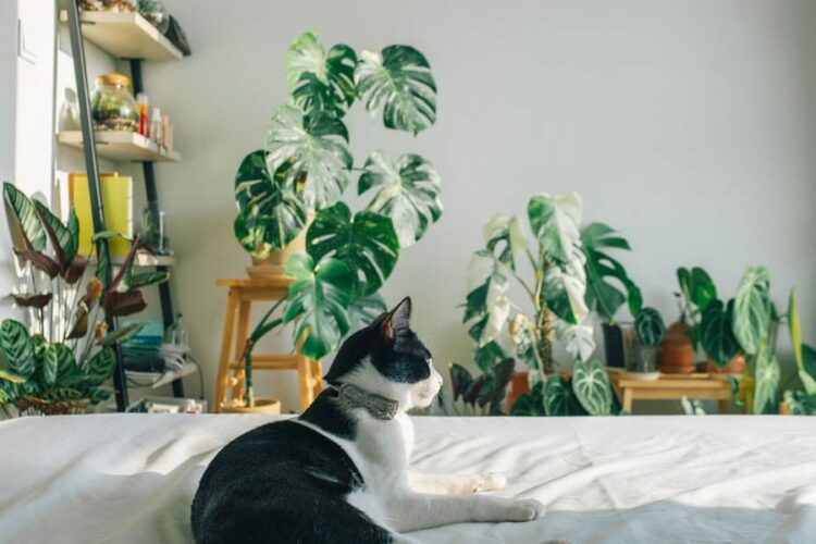 pet safe houseplants