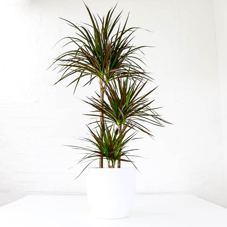 dragon tree plant dracaena marginata large dragon tree plant dracaena marginata large