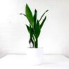 large cast iron plant aspidistra large cast iron plant aspidistra