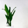 large cast iron plant aspidistra