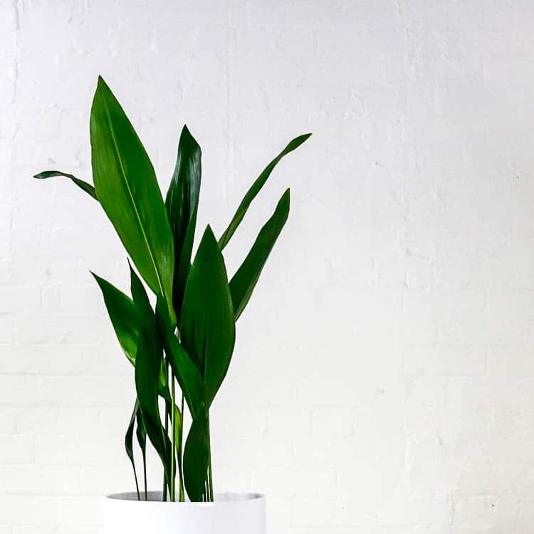 large cast iron plant aspidistra