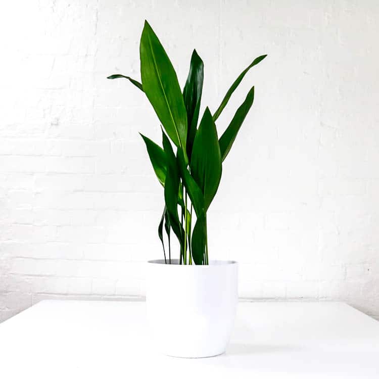 large cast iron plant aspidistra large cast iron plant aspidistra
