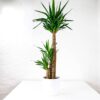 large yucca plant houseplant uk indoor yucca elephantipes large house plant uk