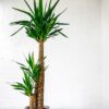 large yucca plant tall indoor house large yucca plant tall indoor house