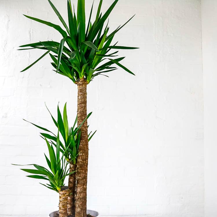 large yucca plant tall indoor house large yucca plant tall indoor house