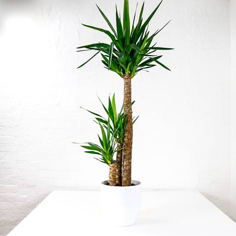 large yucca plant houseplant uk indoor yucca elephantipes large house plant uk