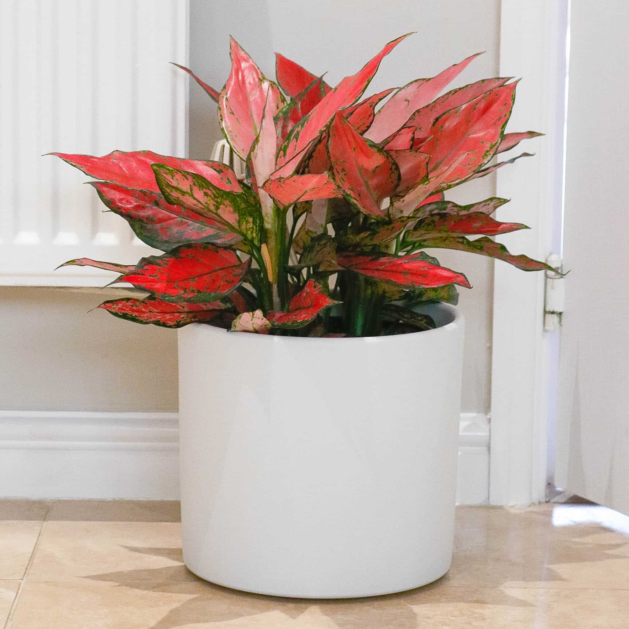 aglaonema orange star colurful house plant