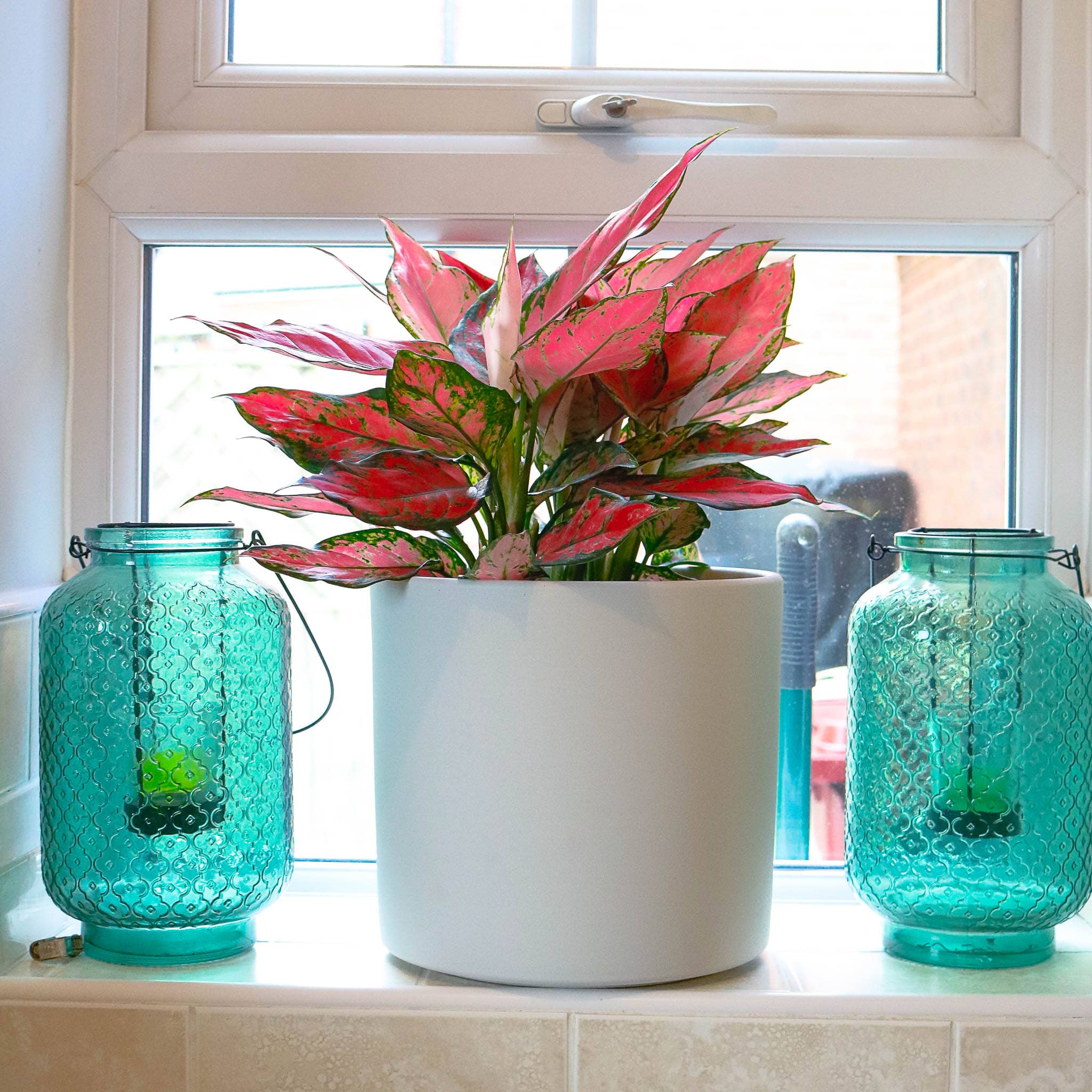 aglaonema orange star colurful house plant