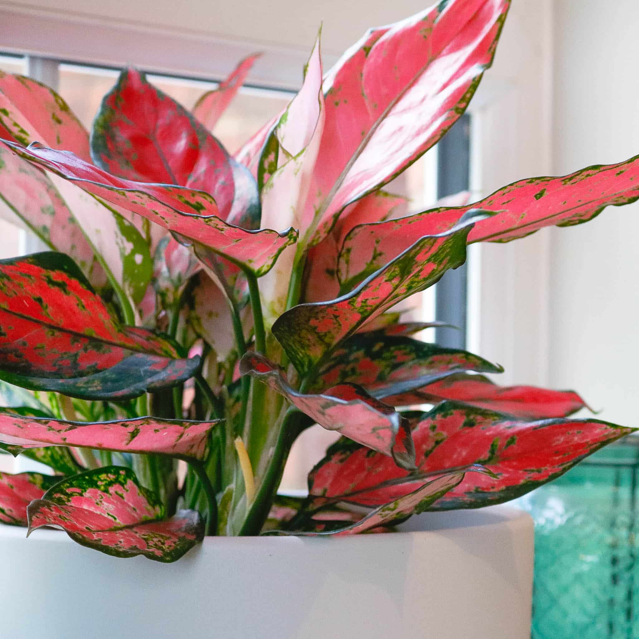 aglaonema orange star colurful house plant