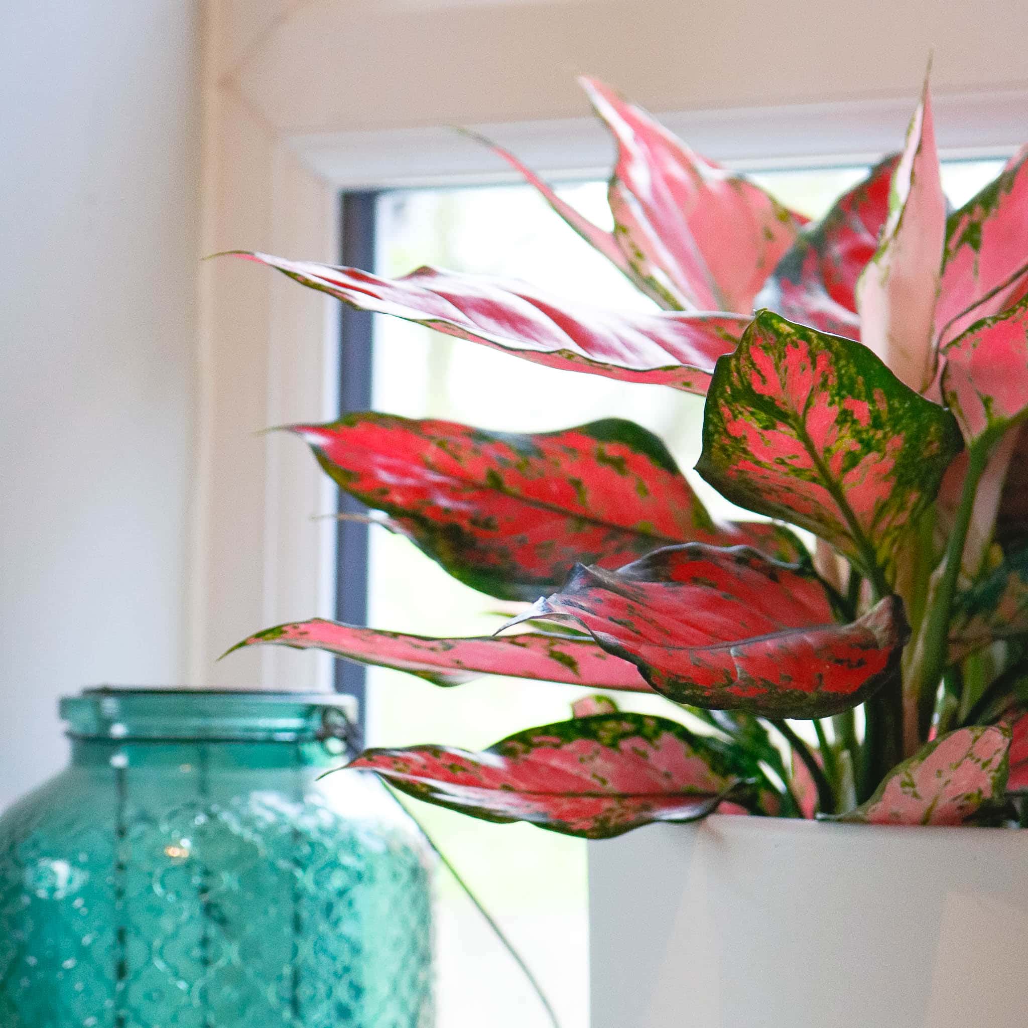 aglaonema orange star colurful house plant