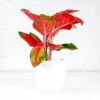 algaonema orange star chinese evergreen colourful houseplant