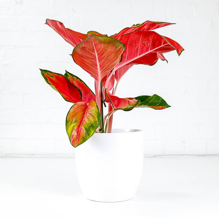 algaonema orange star chinese evergreen colourful houseplant