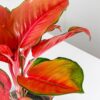 algaonema orange star chinese evergreen colourful houseplant