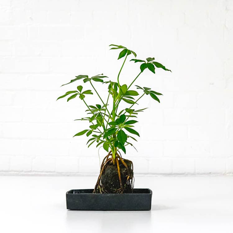 schefflera plant on lava rock