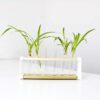test tube propagation set 3 test tube propagation set houseplants