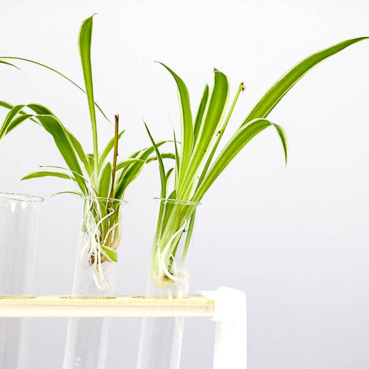 test tube propagation set 4 test tube propagation set houseplants