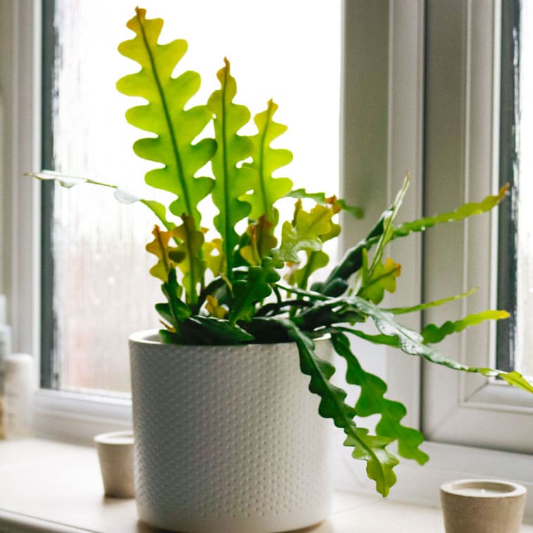 Epiphyllum Anguliger 'Fishbone' Cactus - Grown In-House- Silver