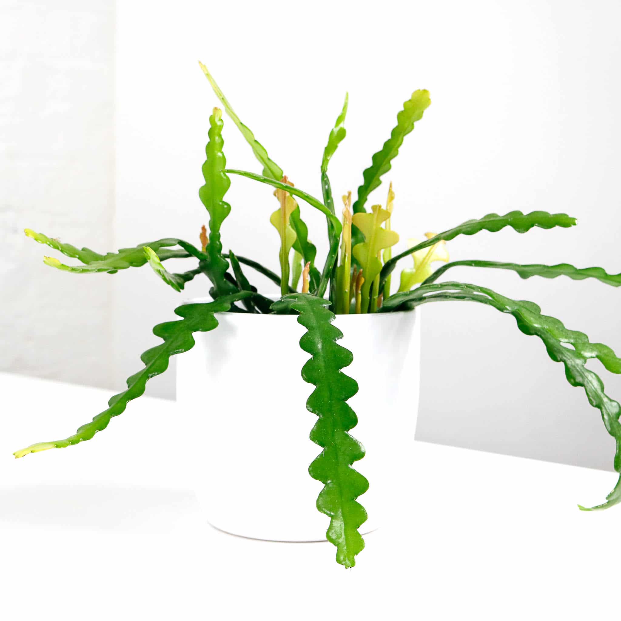 Fishbone Cactus Epiphyllum Anguliger 2 Fishbone Cactus Epiphyllum Anguliger