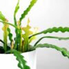 Fishbone Cactus Epiphyllum Anguliger 3 Fishbone Cactus Epiphyllum Anguliger