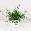 Muehlenbeckia Complexa Maidenhair Vine outdoor climbing plant Muehlenbeckia Complexa Maidenhair Vine outdoor climbing plant