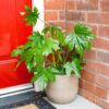 fatsia japonica japanese aralia indoor outdoor plant 6