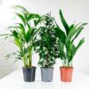 large house plant bundle large house plant bundle