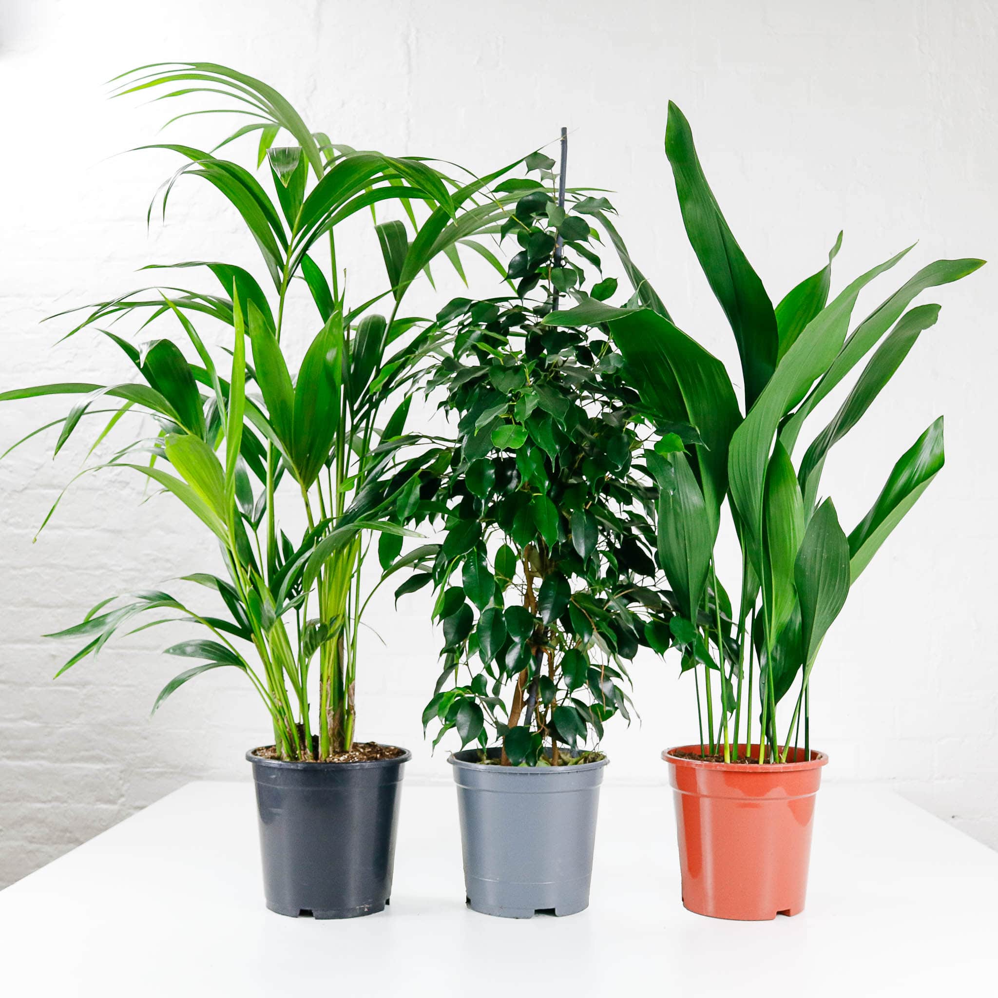 large plant bundle houseplant indoor set