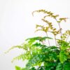 maidenhair fern Adiantum plant 3