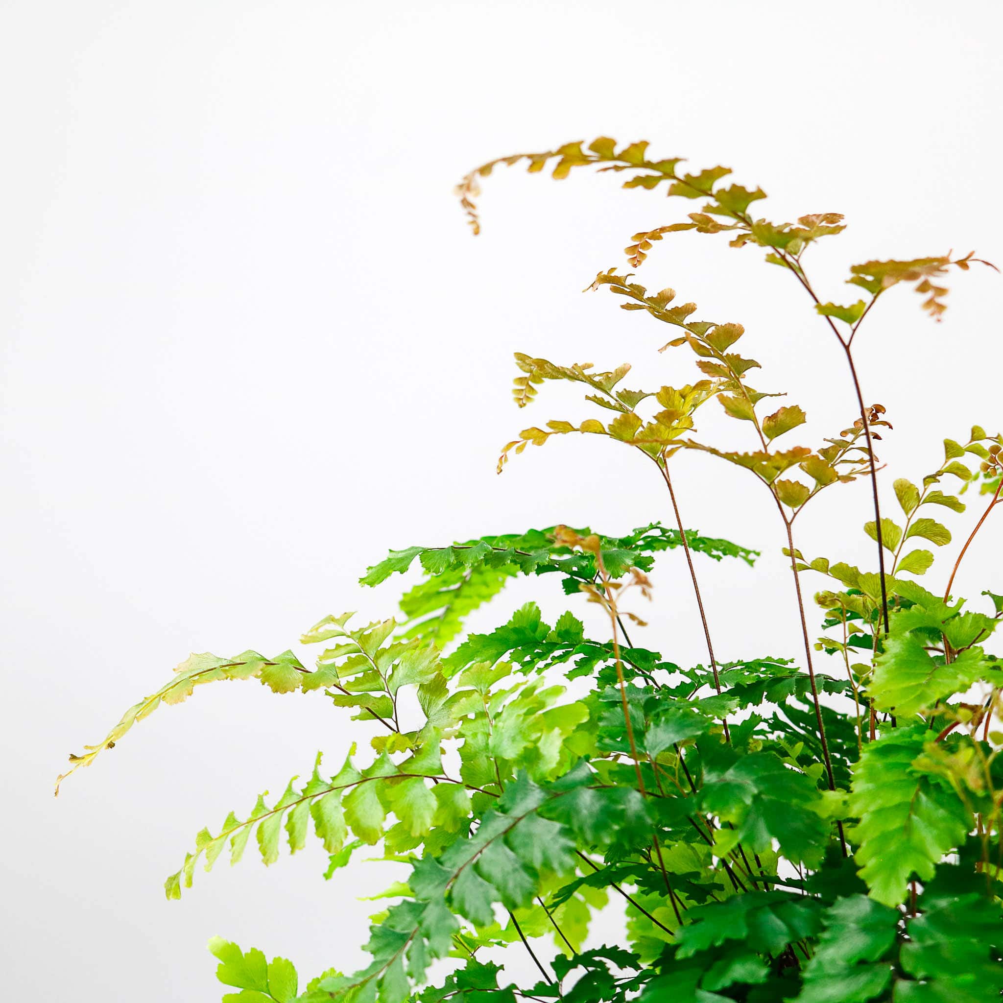 maidenhair fern Adiantum plant 3
