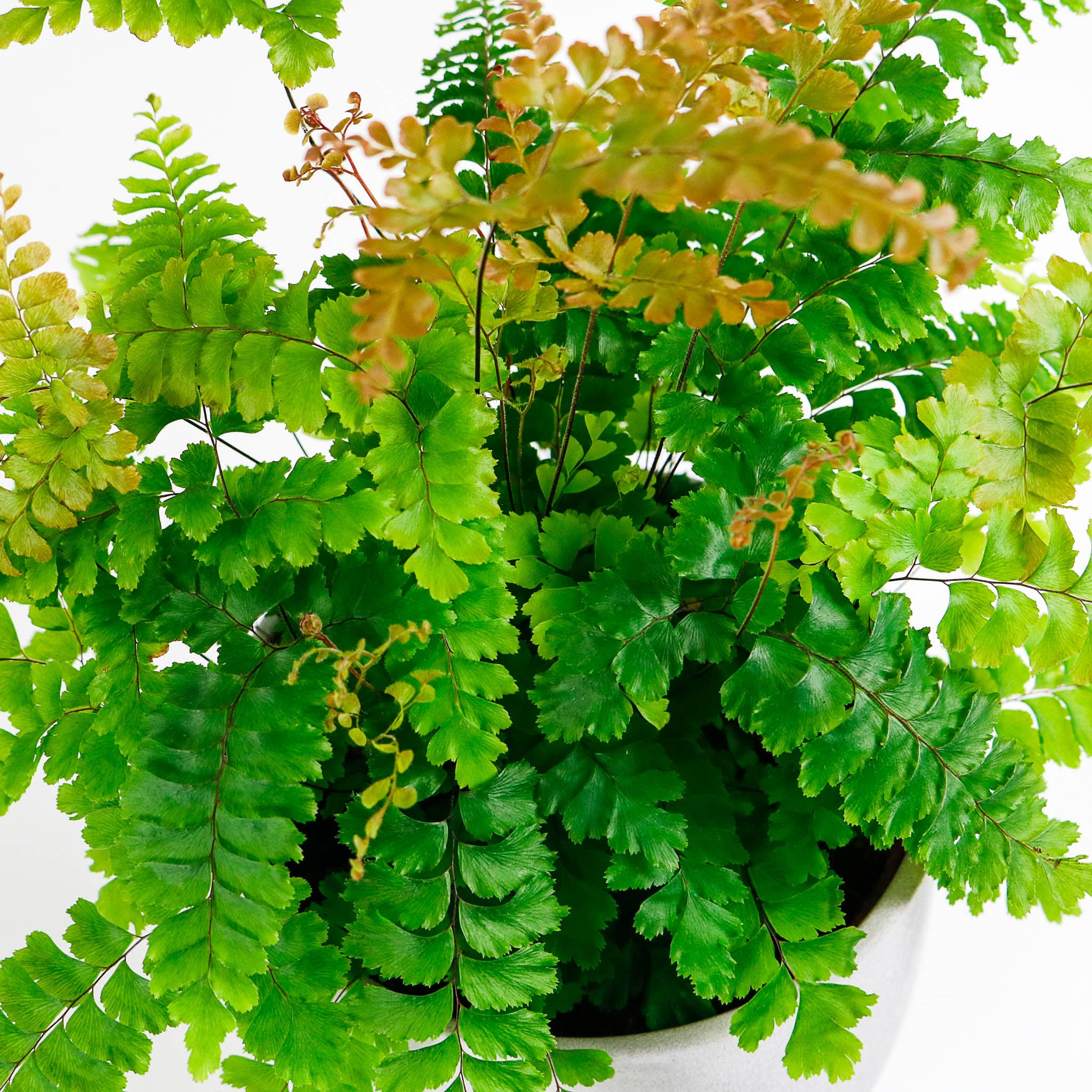 maidenhair fern Adiantum plant 4