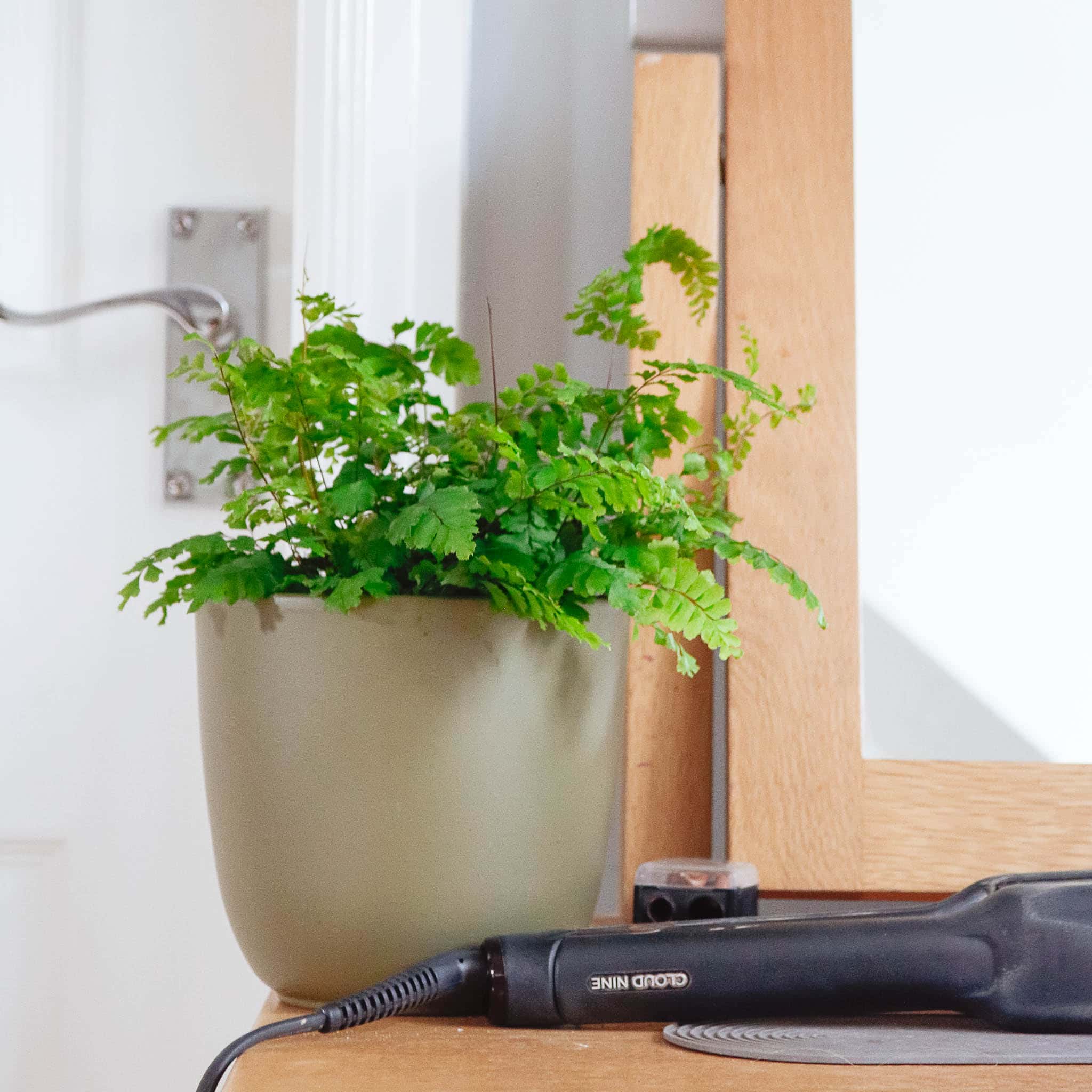 maidenhair fern Adiantum plant maidenhair fern Adiantum plant