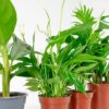 shade friendly house plants-2-2 shade friendly house plants bundle set