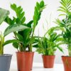shade friendly house plants-3-2 shade friendly house plants bundle set