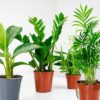shade friendly house plants-5-2 shade friendly house plants bundle set