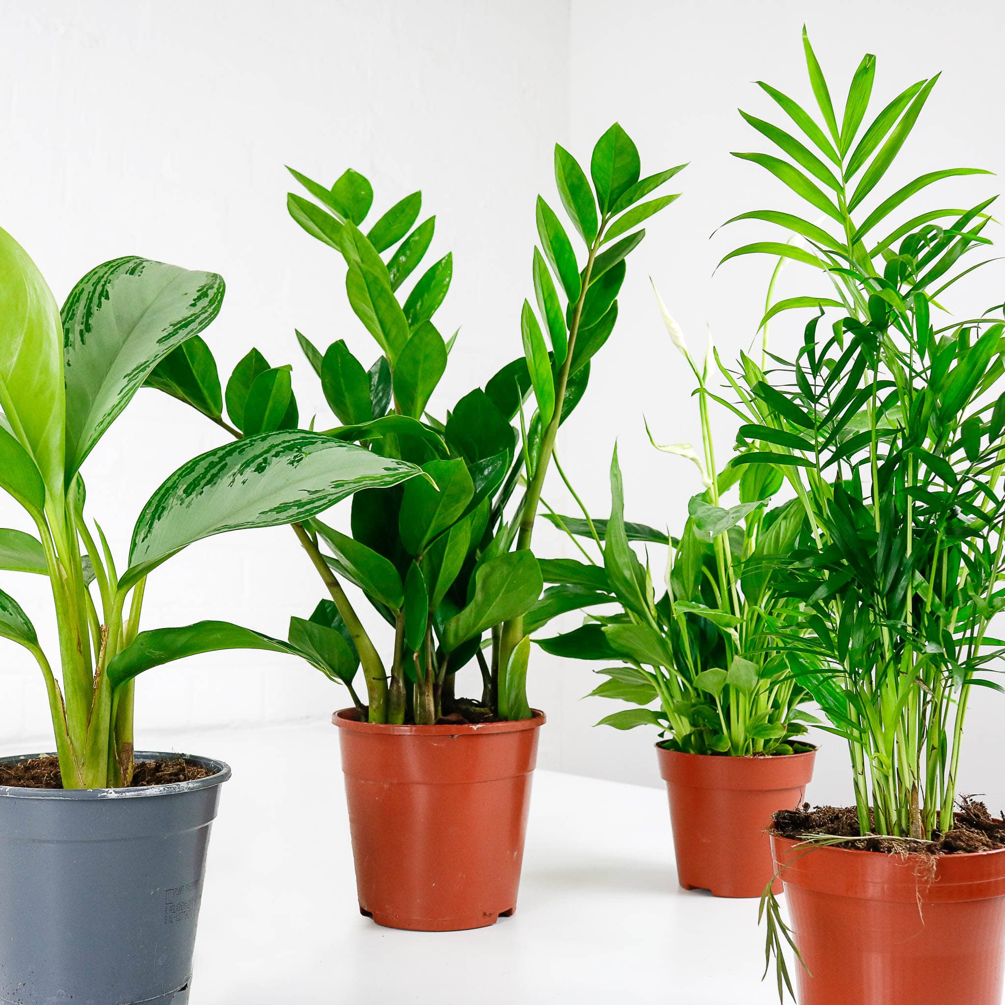 shade friendly house plant set bundle