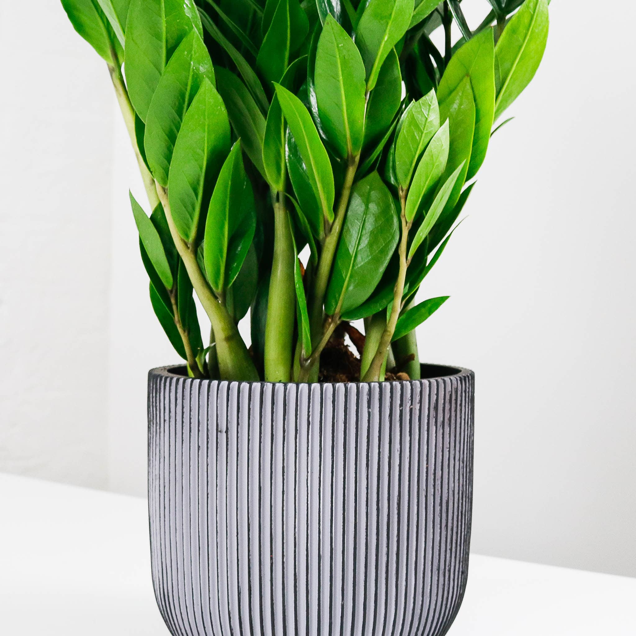 zz plant zanzibar gem zamioculcas zz plant zanzibar gem