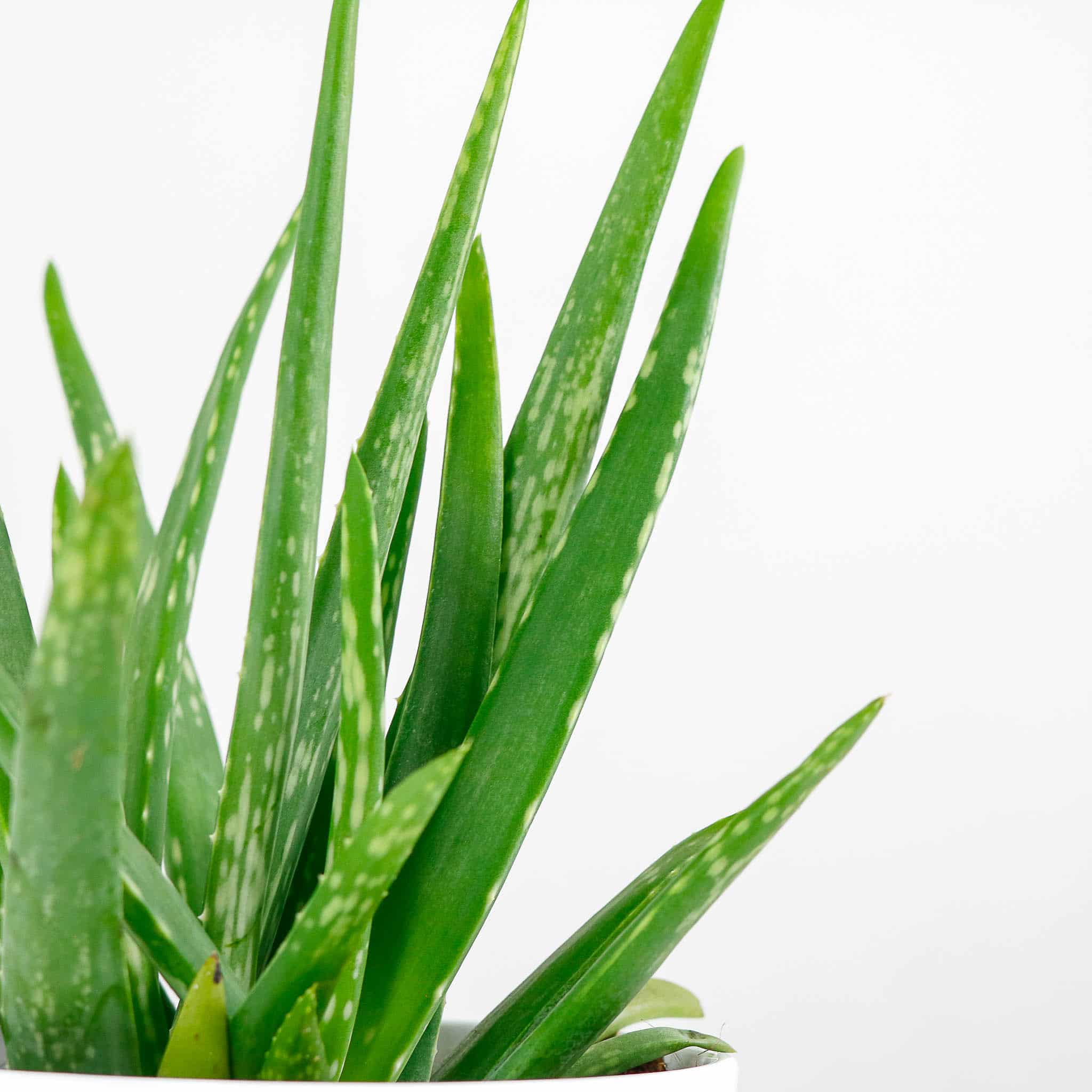 aloe vera barbadensis 2